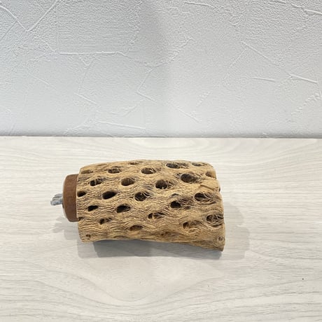 カクタスパーチ② 中サイズ直径5.5cm/10cm