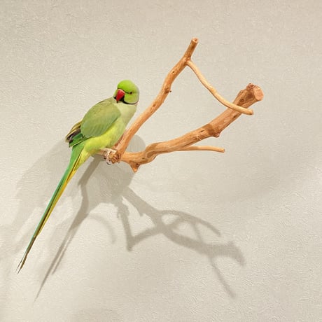 ピノキオの鼻 ⑥