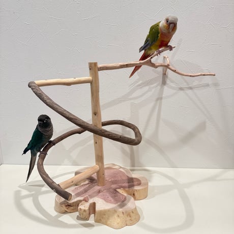 貝塚伊吹とツタのぐるぐるバードアスレチック 【セキセイインコ・ウロコインコ】