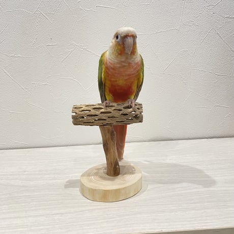【体重測定用】カクタスのスタンドパーチ② 長さ9cm／高さ10cm