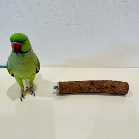 自然木（ツタ）パーチ 直径約3cm/長さ18cm