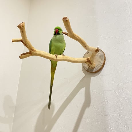 ピノキオの鼻⑤  貝塚伊吹