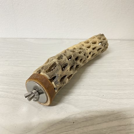 カクタスパーチ 小サイズ① 直径（約3-4cm）長さ/16c m