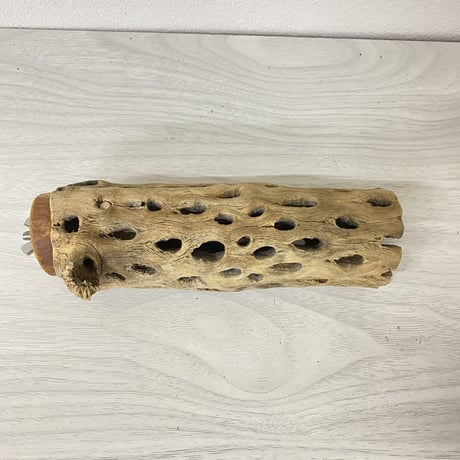 カクタスパーチ 中サイズ③ 直径（約5.5cm）長さ/15