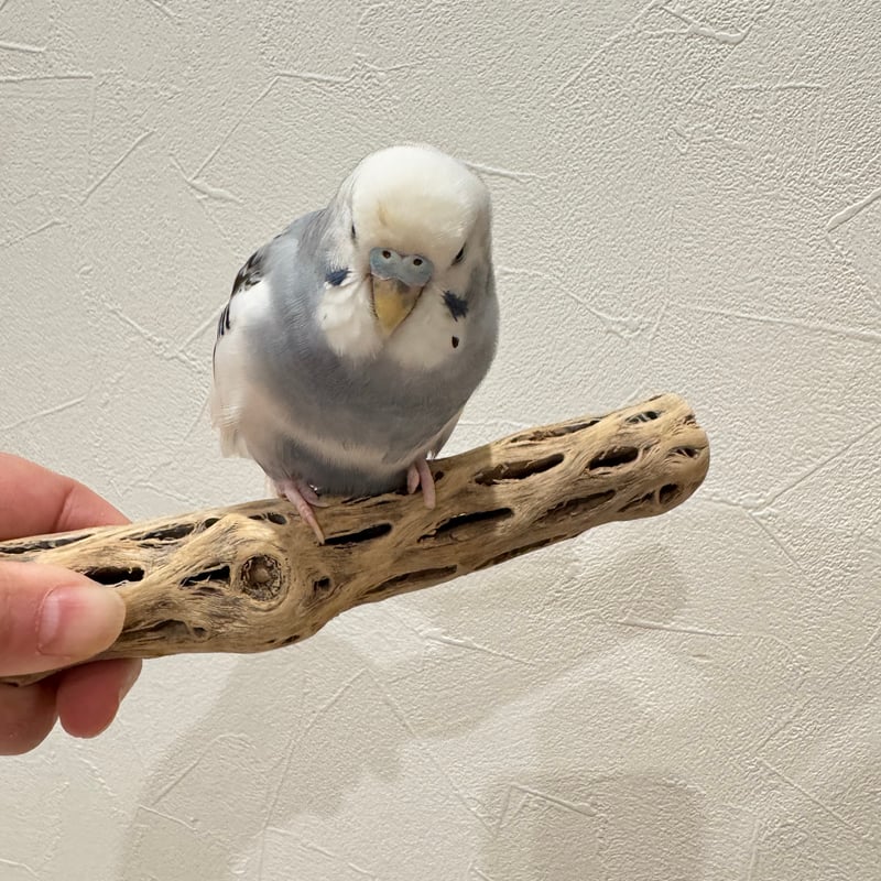 カクタスパーチ極小サイズ 直径2.7-3cm/長さ15cm① 【自然木 止まり木