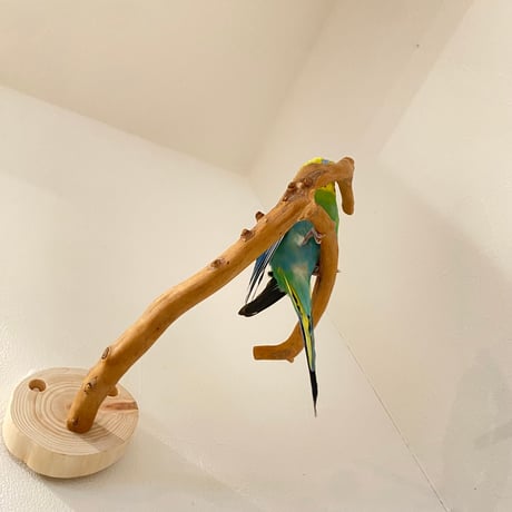 ピノキオの鼻 ②