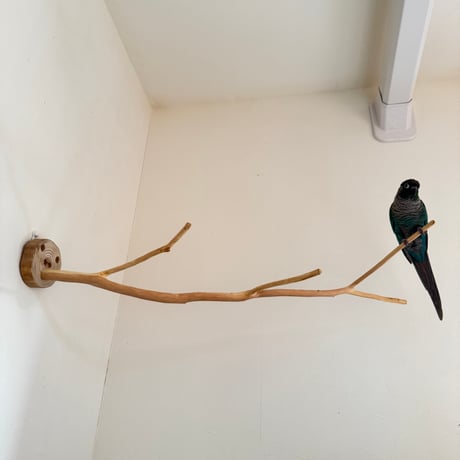 ながーーーい　桧のピノキオの鼻③
