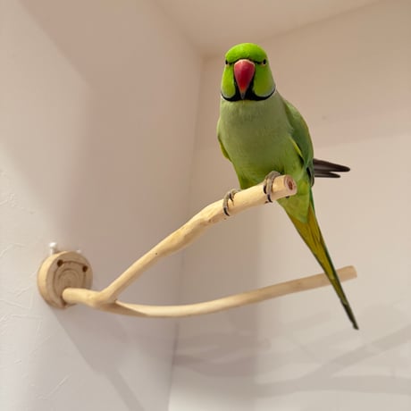 桧のピノキオの鼻 ①【インコ・小鳥のおもちゃ　自然木の止まり木】