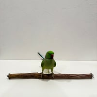 自然木（ツタ）殿様パーチ① HOEI465 直径約2.3cm/長さ44cm