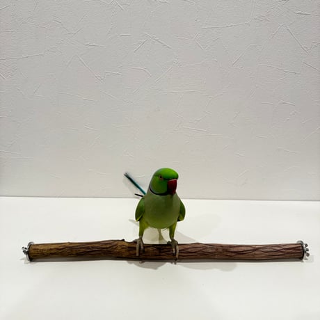 自然木（ツタ）殿様パーチ① HOEI465 直径約2.3cm/長さ44cm
