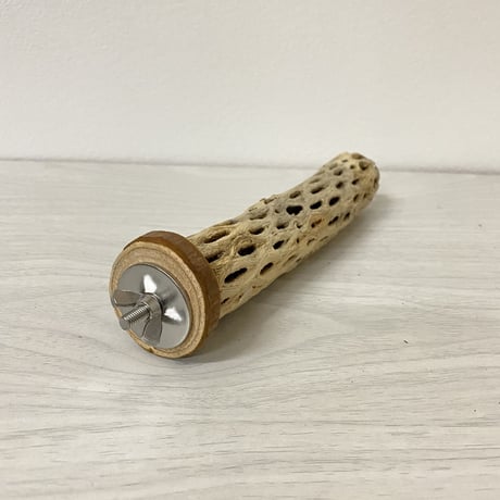 【ココナッツ様専用】カクタスパーチ極小　直径2〜3cm／長さ16cm