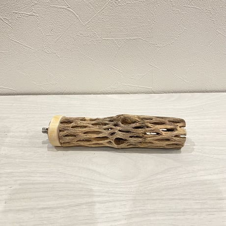 カクタスパーチ【10】小 直径約3-4cm/15cm
