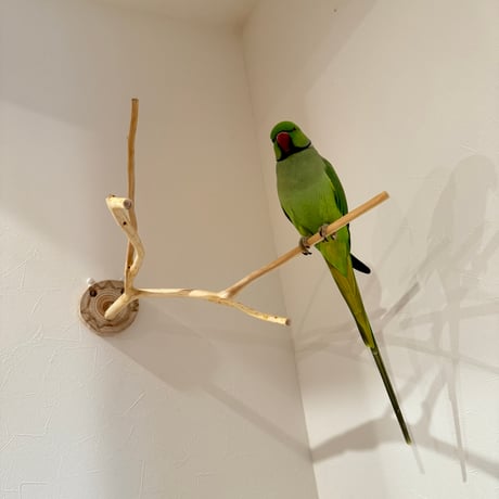 桧のピノキオの鼻 ③