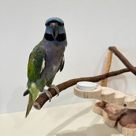 螺旋階段とツタパーチのバードアスレチック【インコのおもちゃ・自然木のとまり木】