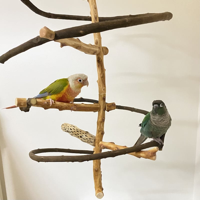 バードトイ　吊り下げアスレチック miwachin305様専用】つり下げゆらゆらバードアスレチック | 自然木の鳥