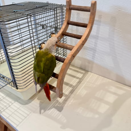 ウェーブラダー ハシゴ 【自然木の止まり木 インコのおもちゃ】