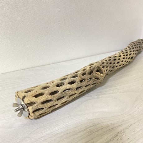 ケージサイズカクタスパーチ⑥ 小サイズ直径3-4cm HOEI465サイズ