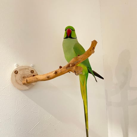 ピノキオの鼻 ②