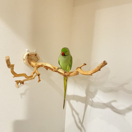 ピノキオの鼻 ⑦
