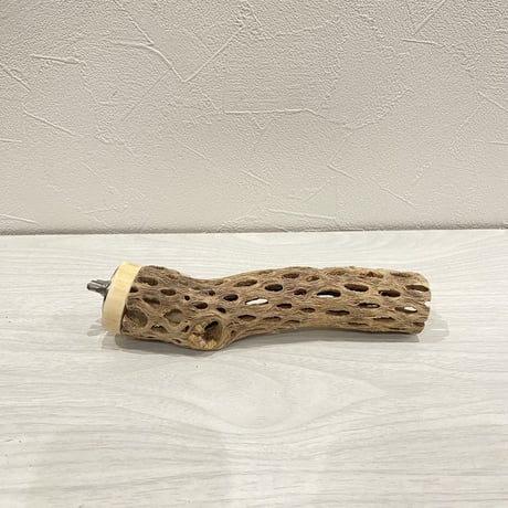 カクタスパーチ【7】小 直径約3-4cm/16cm