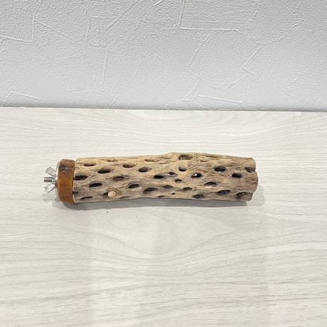 カクタスパーチ①  小 直径約3.5cm/15cm