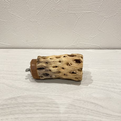 カクタスパーチ⑥  小直径約4cm前後/8cm