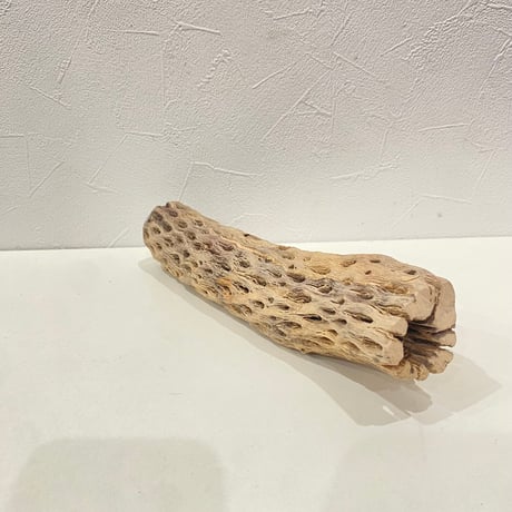カクタスパーチ⑰ 直径約5cm/長さ25cm