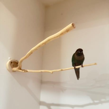 貝塚伊吹のピノキオの鼻① 【インコの止まり木 自然木 天然木】