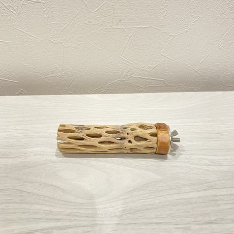 カクタスパーチ⑱ 極小直径2-3cm/10cm