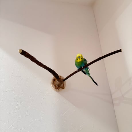 ツタのピノキオの鼻【B】
