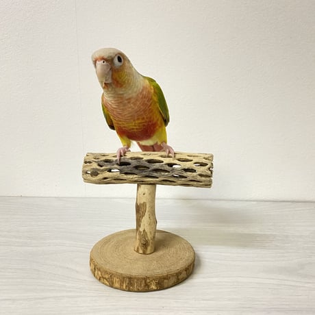 カクタスのスタンドパーチ④　パーチ長さ11.5cm／高さ14cm
