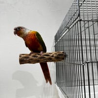 カクタスパーチ小サイズ 直径3.3cm/長さ15cm【自然木 止まり木 バンブルフット 趾瘤症 】