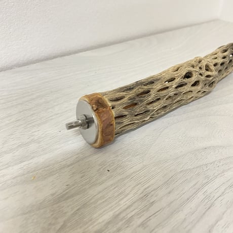 カクタスパーチ⑦ 極小サイズ 直径（約2-3cm）長さ/18.5cm