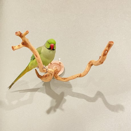 ピノキオの鼻 ④