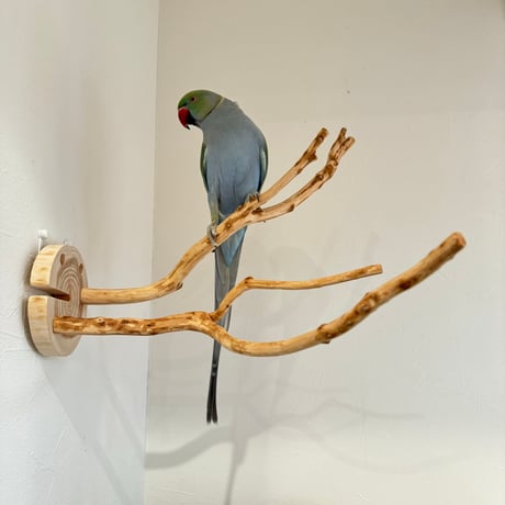 ピノキオの鼻 ③ お鼻2本