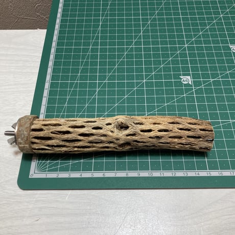 カクタスパーチ③極小2-3㎝長さ15㎝