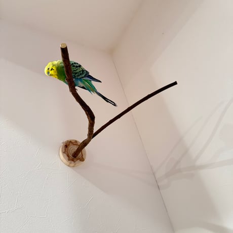 ツタのピノキオの鼻【B】