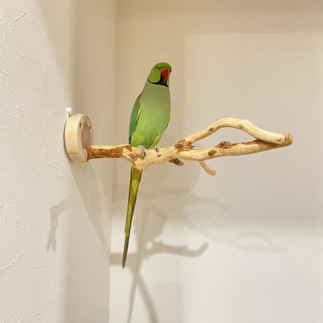 ピノキオの鼻 ②