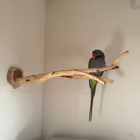 貝塚伊吹のピノキオの鼻 ①【自然木 止まり木 インコのおもちゃ】