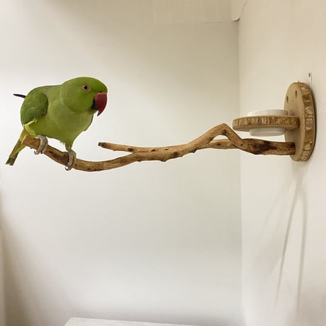 ピノキオの鼻②