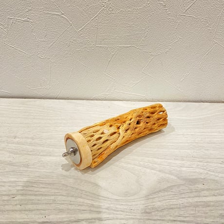 カクタスパーチ小3-4㎝長さ13.5㎝