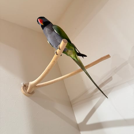 桧のピノキオの鼻 ①【インコ 自然木 止まり木 】