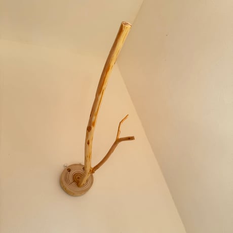 桧のピノキオの鼻 ③