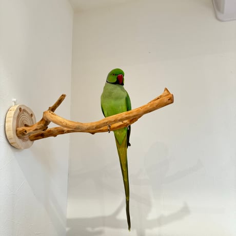 ピノキオの鼻 ⑥お鼻2本