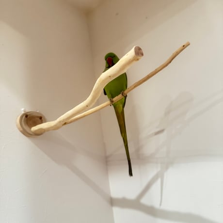 貝塚伊吹のピノキオの鼻② 【インコの止まり木 自然木 天然木】