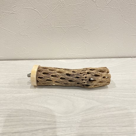 カクタスパーチ【14】小 直径約3-4cm/15cm
