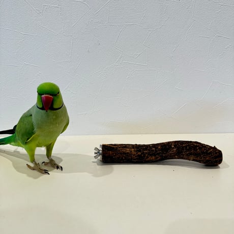 自然木（ツタ）パーチ 直径約3cm/長さ20cm