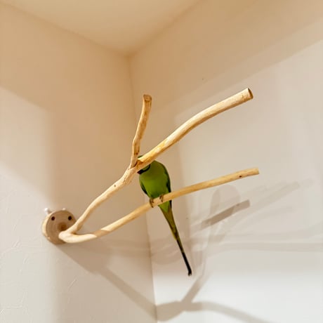 桧のピノキオの鼻 ⑤  【自然木 天然木 止まり木 インコ オウム】