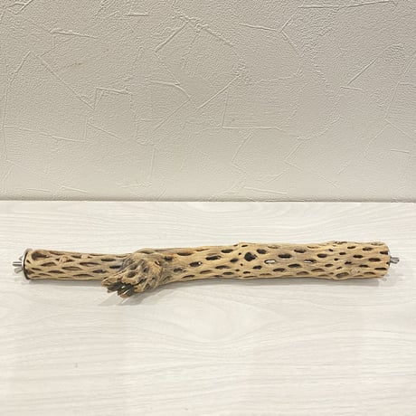 ケージサイズカクタスパーチ①  極小サイズ（直径2-3cm）HOEI35