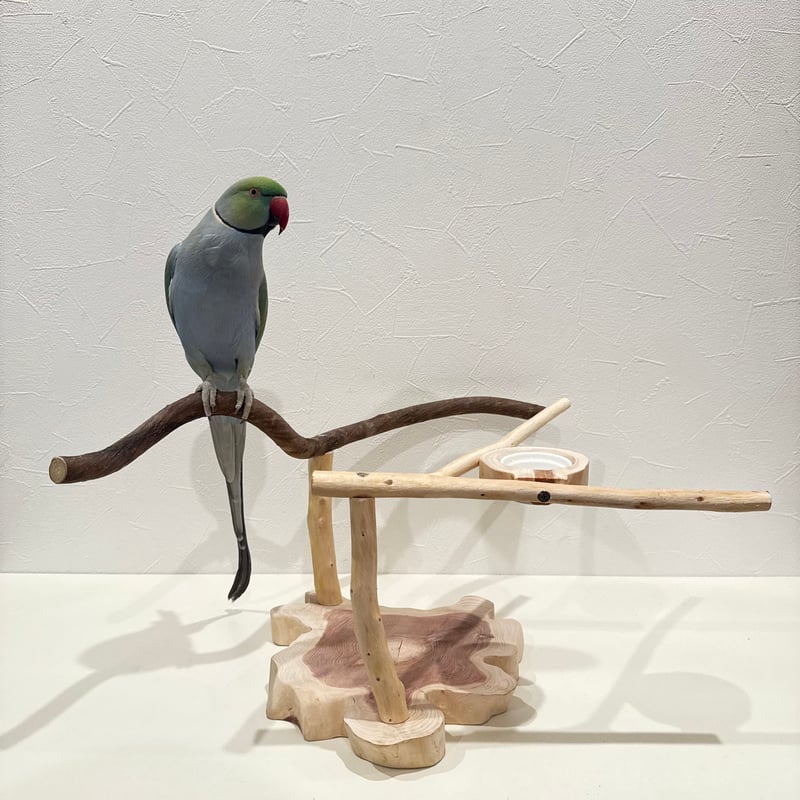 ツタと桧のおやつ入れ付きスタンドパーチ 【インコ 自然木 止まり木